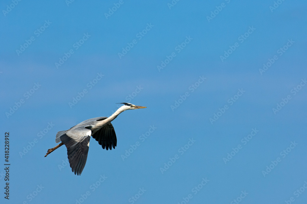 Obraz premium Grey Heron, Camargue, France