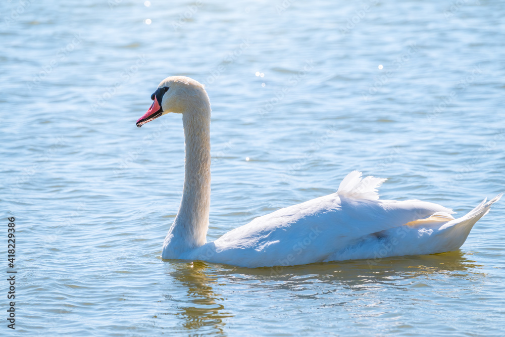 Fototapeta premium Graceful white Swan swimming in the lake, swans in the wild. Portrait of a white swan swimming on a lake.