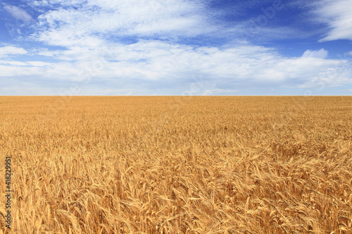 Barley Field, Blue Sky
