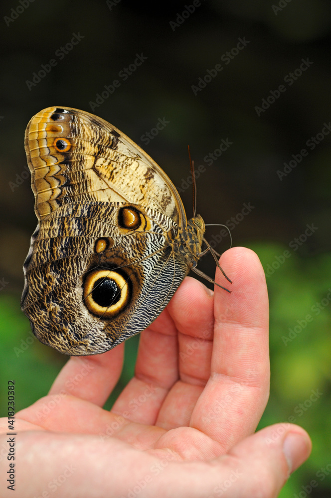 Fototapeta premium Tropical Owl Butterfly Sitting On A Hand