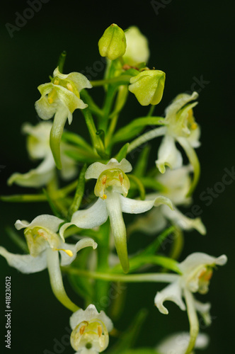 Greater Butterfly-Orchid, Platanthera Chlorantha, Terrestrial Orchid, Orchidaceae © Stockfotos