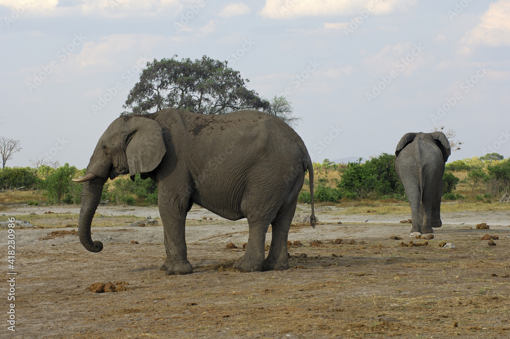 Fototapeta premium Side Shot Of Two African Elephants, Savuti National Park, Botswana