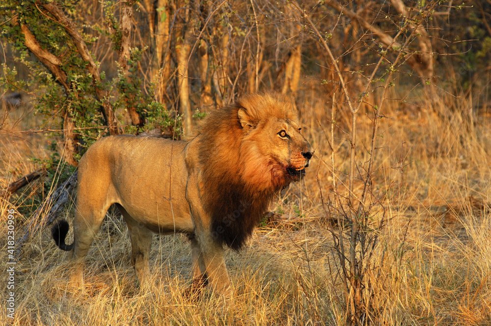 Fototapeta premium Hunting Male Lion In The Savanna, Savuti National Park, Botswana