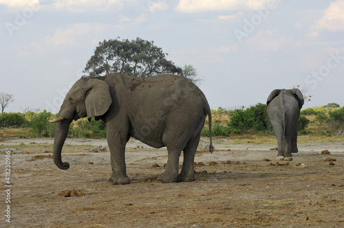 Side Shot Of Two African Elephants, Savuti National Park, Botswana