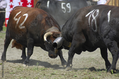Contest Of The Herens Fighting Cows, Combat Of Queens, Valais, Switzerland