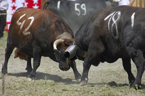 Obraz na płótnie Contest Of The Herens Fighting Cows, Combat Of Queens, Valais, Switzerland w salonie