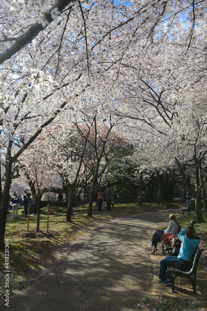 Cherry Blossom Festival in Washington D.C. - Cherry blossoms and Jefferson Memorial	