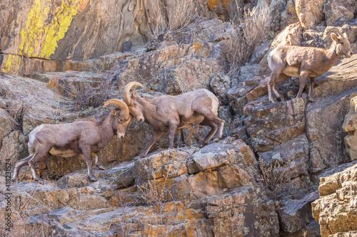 USA, Colorado, Waterton Canyon. Bighorn sheep rams fighting.
