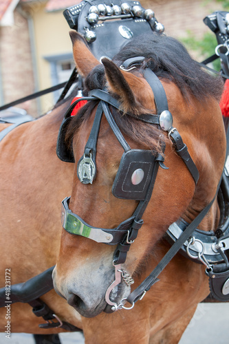 Fototapeta Naklejka Na Ścianę i Meble -   Horse in a harness pending the horseman. High quality photo