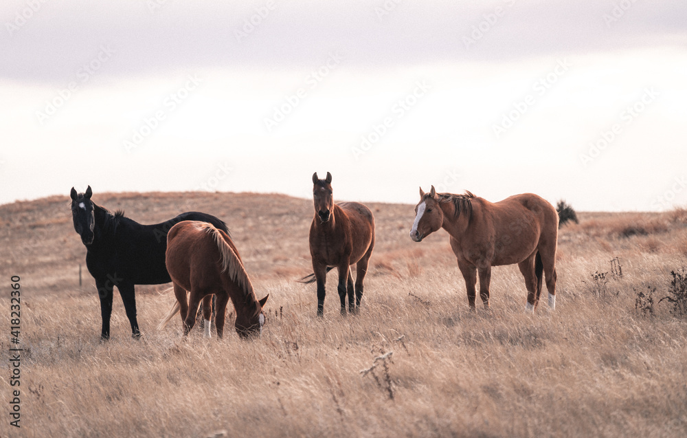 wild horse standing in field wild horse standing in field
