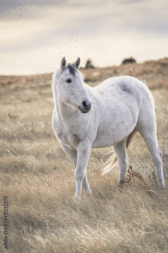 wild horse standing in field © SETH