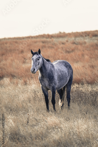 Fototapeta Naklejka Na Ścianę i Meble -  wild horse standing in field