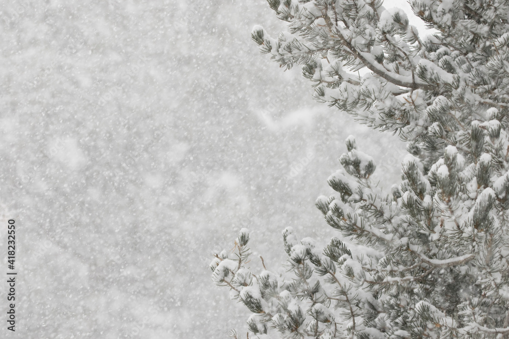 Fototapeta premium USA, Colorado, Jefferson County. Snowstorm in forest.
