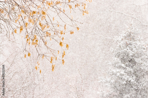 USA, Colorado, Jefferson County. Snowstorm in forest. photo