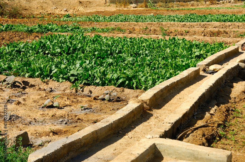Dry Irrigation Channel Mansion In An Oasis Near Birkat Al Mawz, Sultanate Of Oman