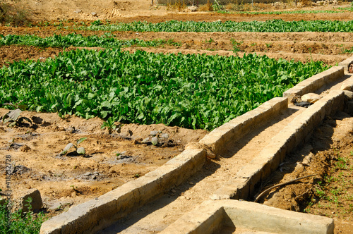 Obraz na płótnie Dry Irrigation Channel Mansion In An Oasis Near Birkat Al Mawz, Sultanate Of Oman w salonie