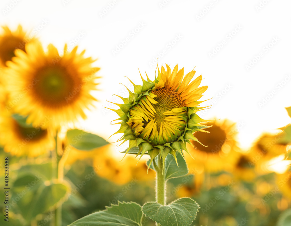 Fototapeta premium partially bloomed sunflower in the field against the sky.