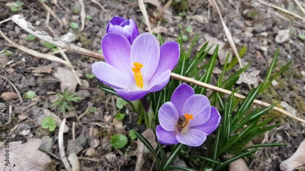 Bee collecting nectar on a purple saffron crocus, also called crocus vernus or Krokus Bee collecting nectar on a purple saffron crocus, also called crocus vernus or Krokus