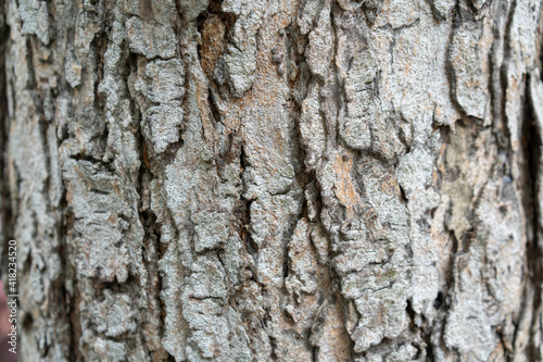 close up to the Bark of the tree © Surachetsh