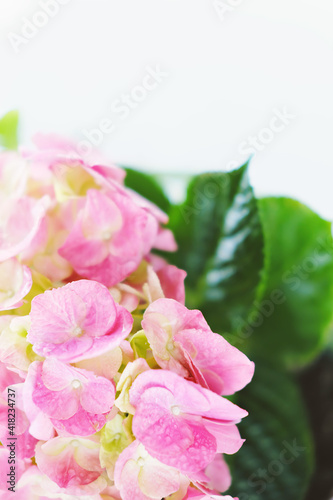 Delicate green and pink Hydrangea inflorescences