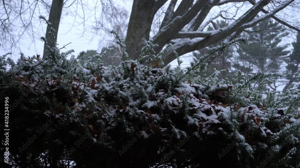 Shrub in snow. Raw  footage taken in January 2021.