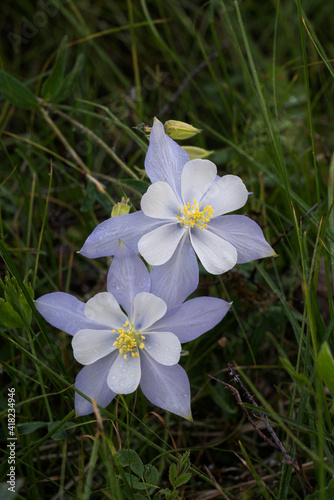 USA, Colorado. Rocky Mountain columbine flower close-up.