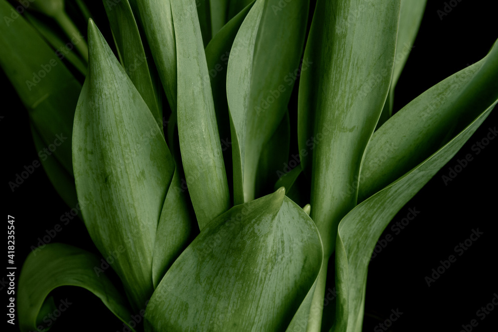 Close up of tulip leaves as a background or pattern; Pattern of fresh tulip leaves Close up of tulip leaves as a background or pattern; Pattern of fresh tulip leaves