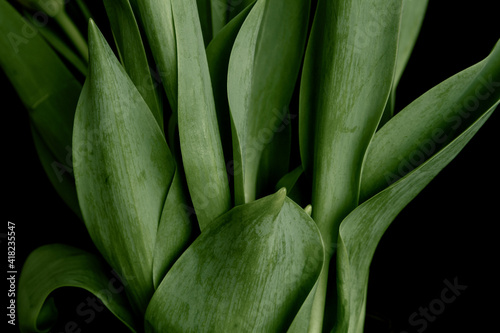 Close up of tulip leaves as a background or pattern; Pattern of fresh tulip leaves #418235547