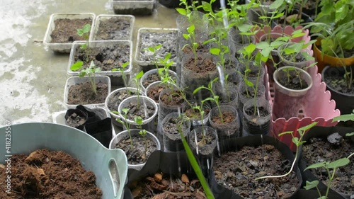 Watering young seedling plant in reused plastic container at home. Plant care. Organic cultivation.