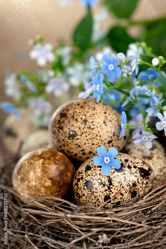 quail eggs in the nest and forget-me-not