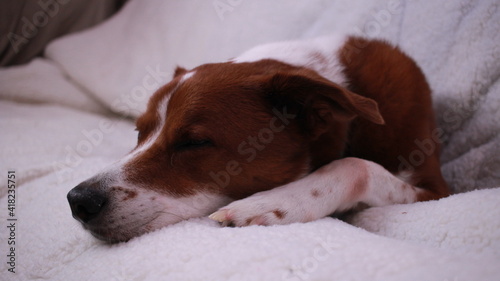 terrier/ border collie mix sleeping on couch 