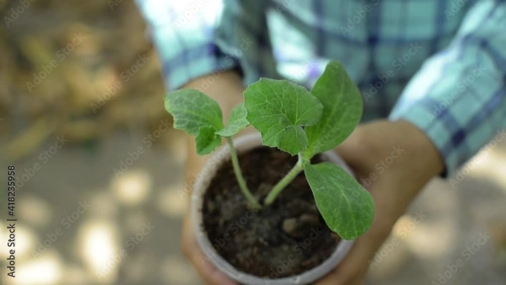 Top view hands of woman holding a sapling plant in reused plastic cup in the garden. Plant care. Environmental conservation. New growth and sustainable agriculture concept. Top view hands of woman holding a sapling plant in reused plastic cup in the garden. Plant care. Environmental conservation. New growth and sustainable agriculture concept.