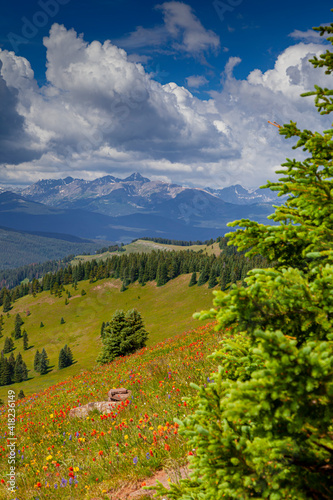 USA, Colorado, Shrine Pass, Vail. Flowery landscape in summer.