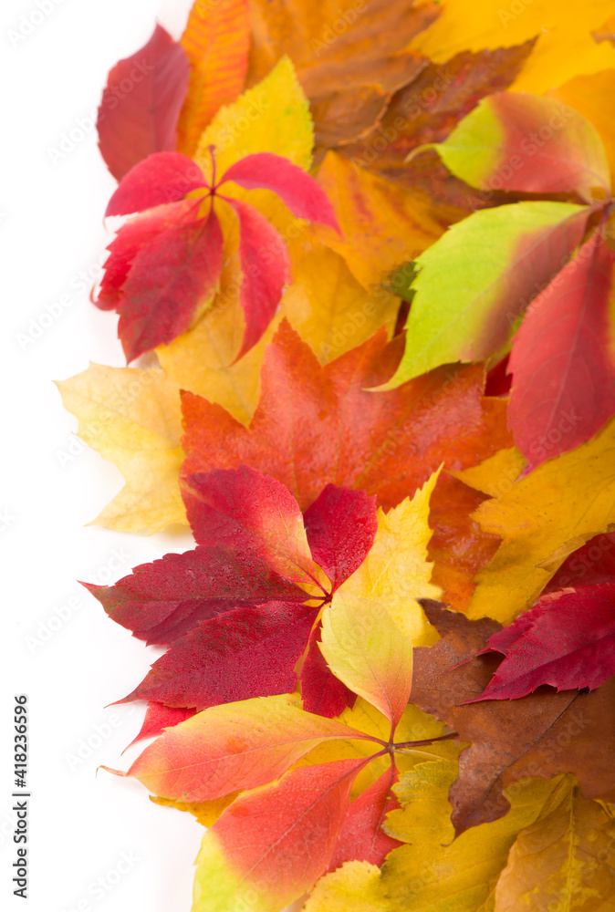 yellow wet autumn leaves on the background a dark old wood yellow wet autumn leaves on the background a dark old wood
