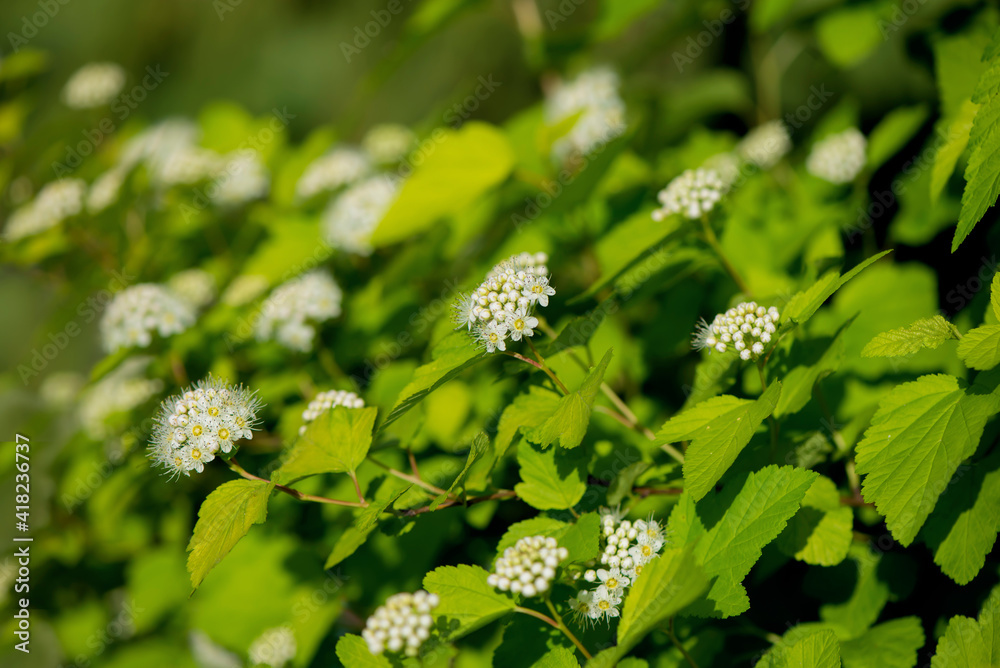 Viburnum Snowball, Viburnum carlesii, is a shrub with spherical growth