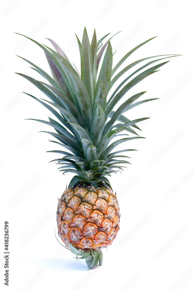 Ripe whole pineapple fruit with shoots isolated on white background. Ripe whole pineapple fruit with shoots isolated on white background.
