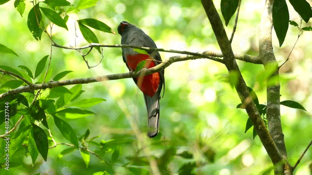 Beautiful gray and red bird sitting on a tree branch in green summer scenery Beautiful gray and red bird sitting on a tree branch in green summer scenery