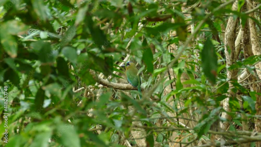 Colorful bird green blue bird sitting on branch of tree in wilderness. Beautiful creature in exotic national park. Close up. Colorful bird green blue bird sitting on branch of tree in wilderness. Beautiful creature in exotic national park. Close up.