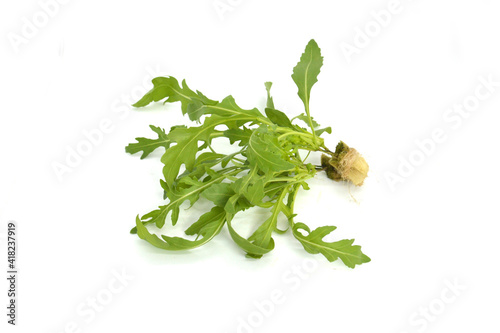 Wild Rocket healthy food,Planted in a hydroponic system