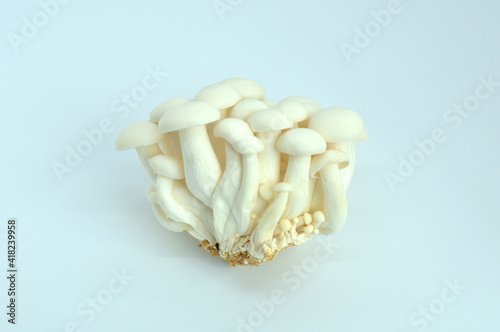 white shimeji mushroom on light blue background