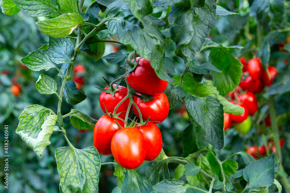 Closeup of cluster of ripe red plum tomatoes in green foliage on bush. Growing of vegetables in greenhouse