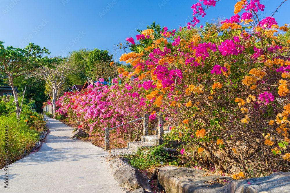Naklejka premium A path in blooming bushes on Phi Phi Don island in Thailand