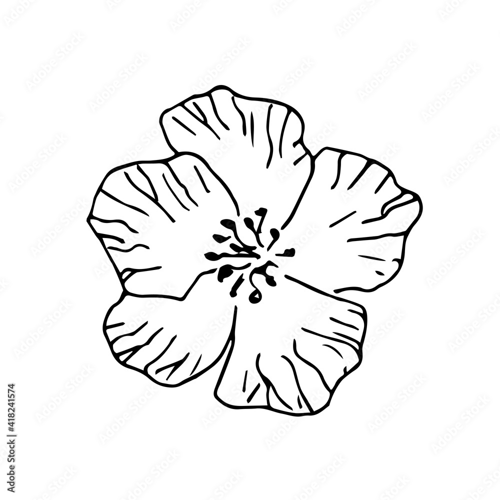 Simple hand-drawn vector drawing in black outline. Sakura flower isolated on white background. Spring bloom. For prints, labels, cosmetics, postcards design. Simple hand-drawn vector drawing in black outline. Sakura flower isolated on white background. Spring bloom. For prints, labels, cosmetics, postcards design.
