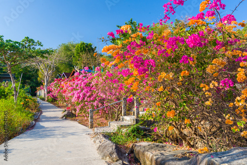 A path in blooming bushes on Phi Phi  Don island in Thailand