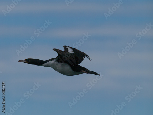 Cormorán de Sweart