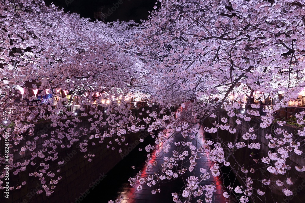 満開の桜のライトアップ（目黒川の満開の桜ライロアップ）