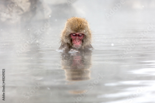 Monkey in Onsen © nakajimalassie