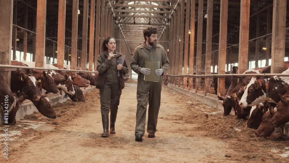 Wide tracking shot of Caucasian man and Mixed-race woman wearing work clothing, holding folders, talking, looking at cows, walking in aisle of paddock Wide tracking shot of Caucasian man and Mixed-race woman wearing work clothing, holding folders, talking, looking at cows, walking in aisle of paddock