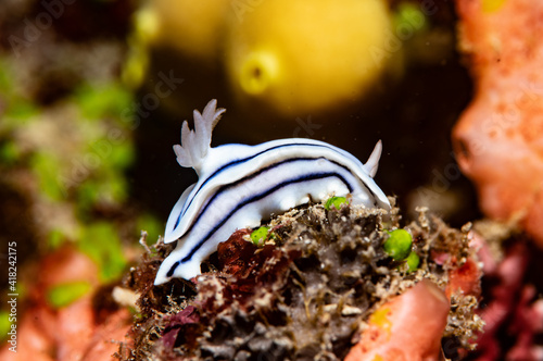 Nudibranch Chromodoris. a tiny nudibranch makes its way across the reef in Fiji.