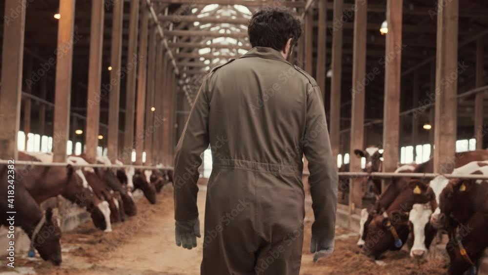Rear tracking medium long of unrecognizable curly-haired farmer wearing work jumpsuit, walking in aisle of paddock with cows Rear tracking medium long of unrecognizable curly-haired farmer wearing work jumpsuit, walking in aisle of paddock with cows